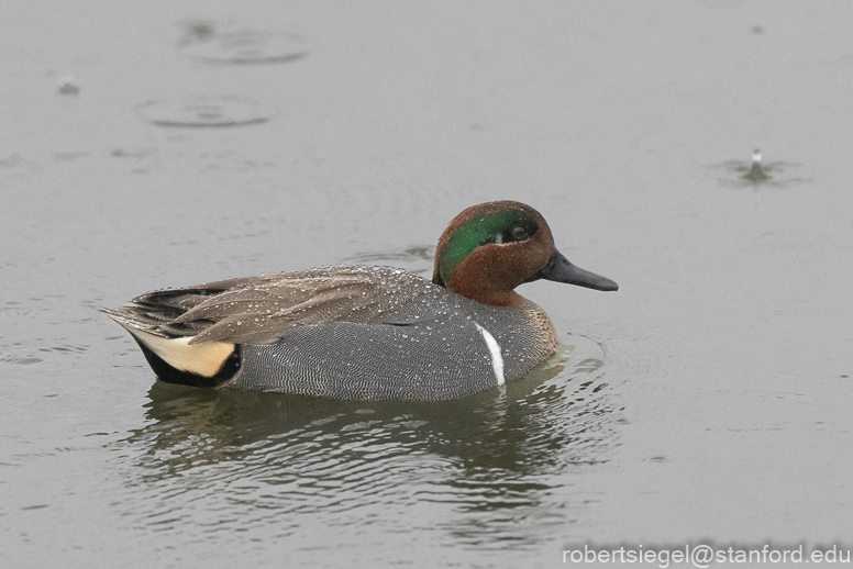 palo alto baylands 2021